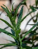 Cirsium serratuloides. Верхушка побега с соцветием на стадии бутонизации. Красноярский край, Шушенский р-н, национальный парк \"Шушенский Бор\", ≈ 1000 м н.у.м., каменистый склон. 11.06.2022.