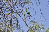 род Tabebuia