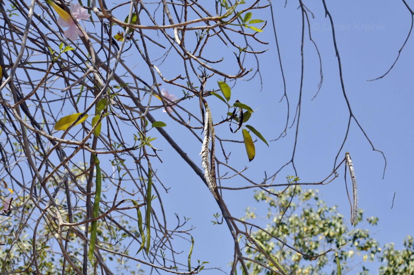 Изображение особи род Tabebuia.