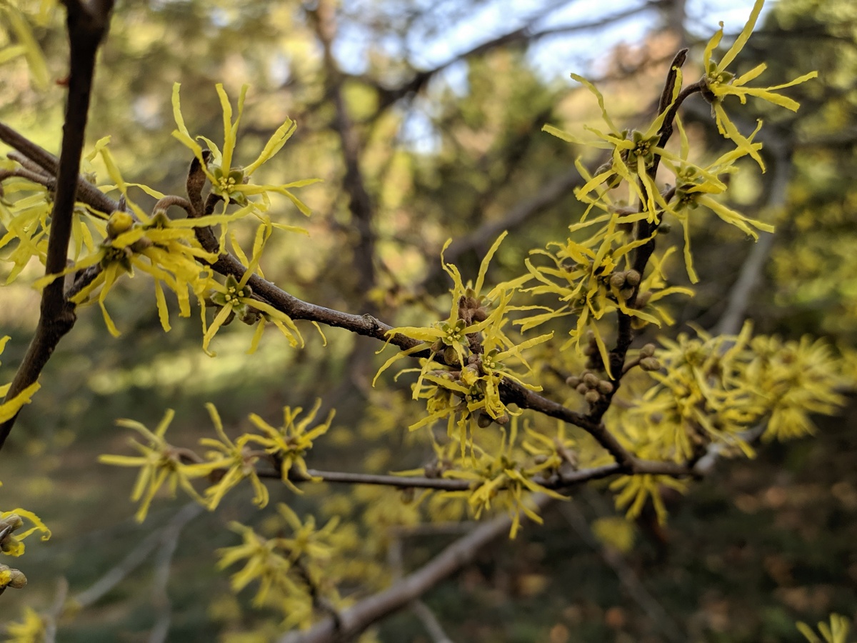 Изображение особи Hamamelis virginiana.