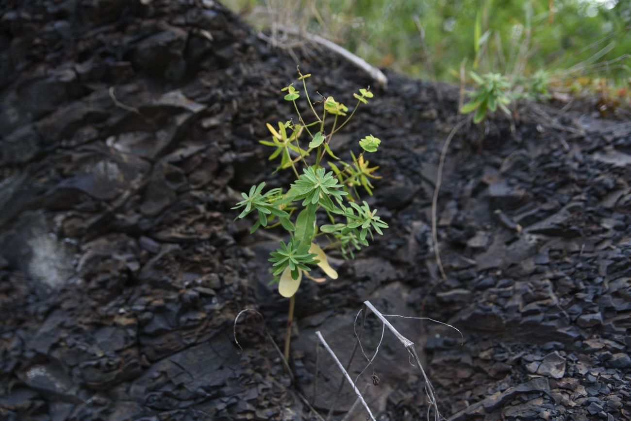 Image of genus Euphorbia specimen.