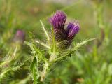 Cirsium simplex. Верхушка цветущего растения. Карачаево-Черкесия, Урупский р-н, хр. Загедан, гора Шхуанта, ≈ 2600 м н.у.м., Загеданские озёра, морена, альпийский луг. 08.08.2023.