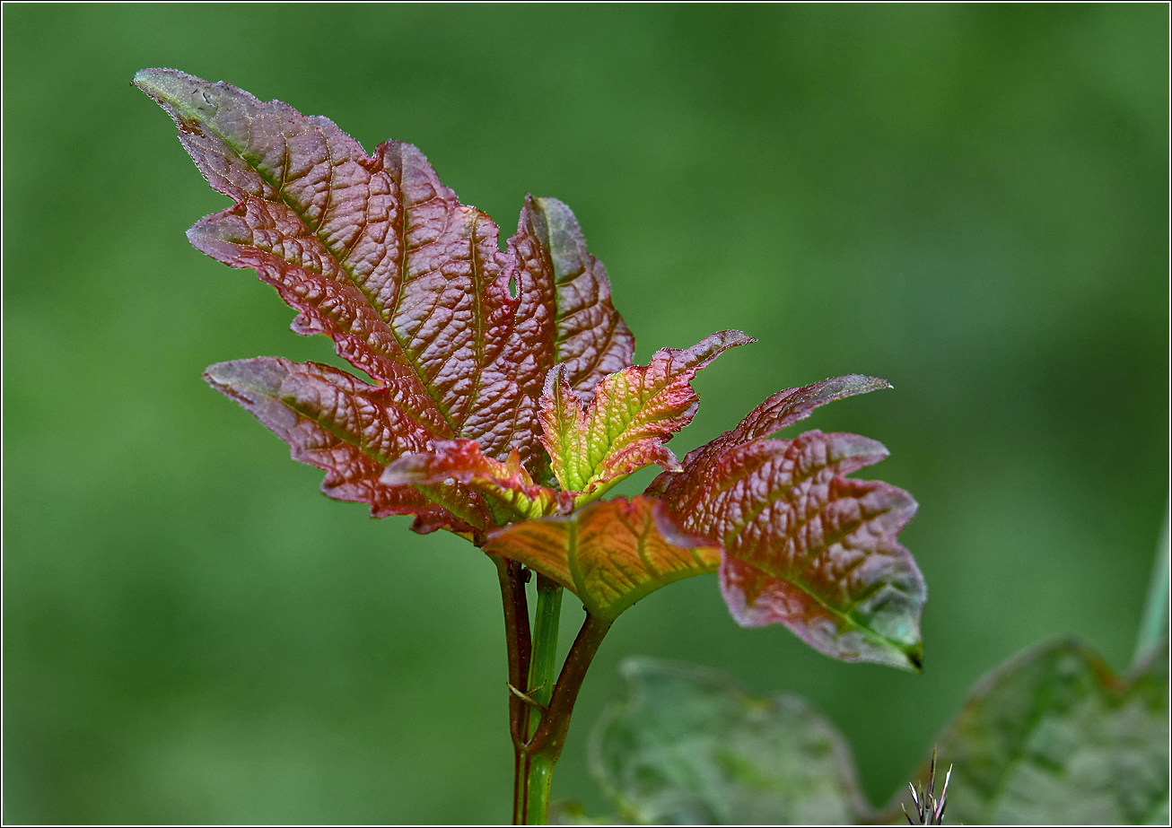 Изображение особи Viburnum opulus.