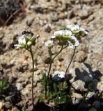 Draba magadanensis. Соцветия с кормящимся муравьем. Магаданская обл., Ольский р-н, бассейн р. Окса, крутой щебнисто-каменистый склон. 07.06.2023.