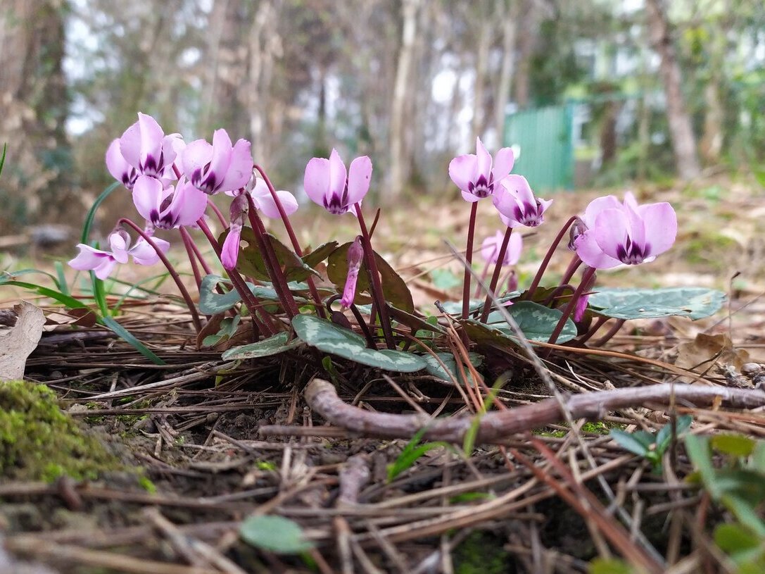 Изображение особи Cyclamen coum.