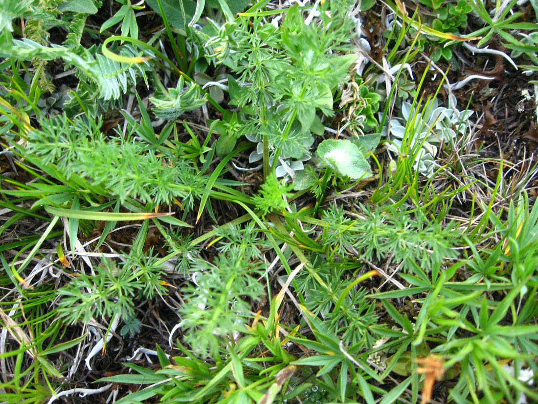 Image of Chamaesciadium acaule specimen.