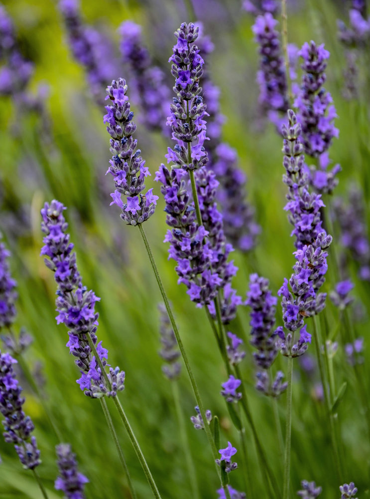 Image of Lavandula angustifolia specimen.