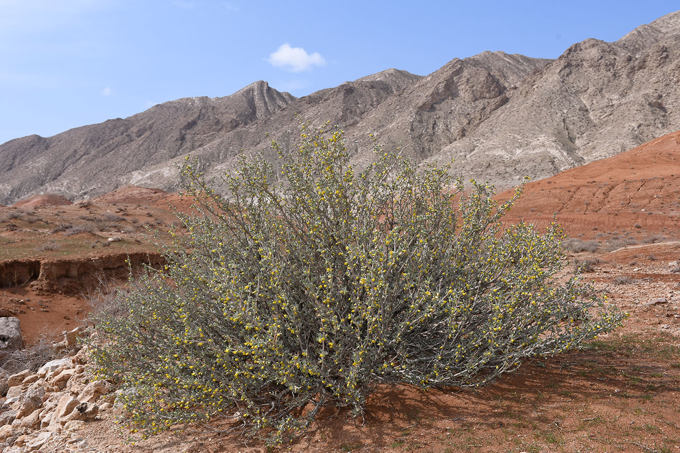 Image of Zygophyllum atriplicoides specimen.