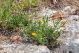 Crepis aculeata. Цветущие растения. Израиль, г. Яффо, около дороги. 30.03.2024.