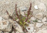 Oxybasis rubra