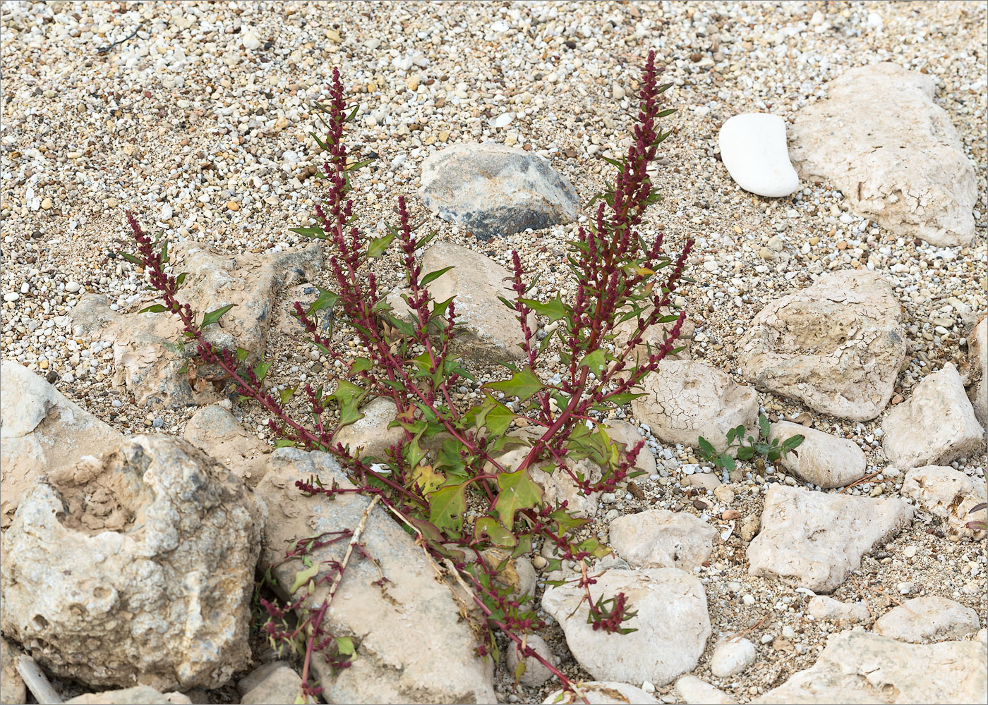 Изображение особи семейство Chenopodiaceae.