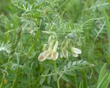 Vicia pannonica. Соцветие и листья. Краснодарский край, Крымский р-н, окр. станицы Неберджаевская, опушка дубово-грабинникового леса. 26.04.2024.