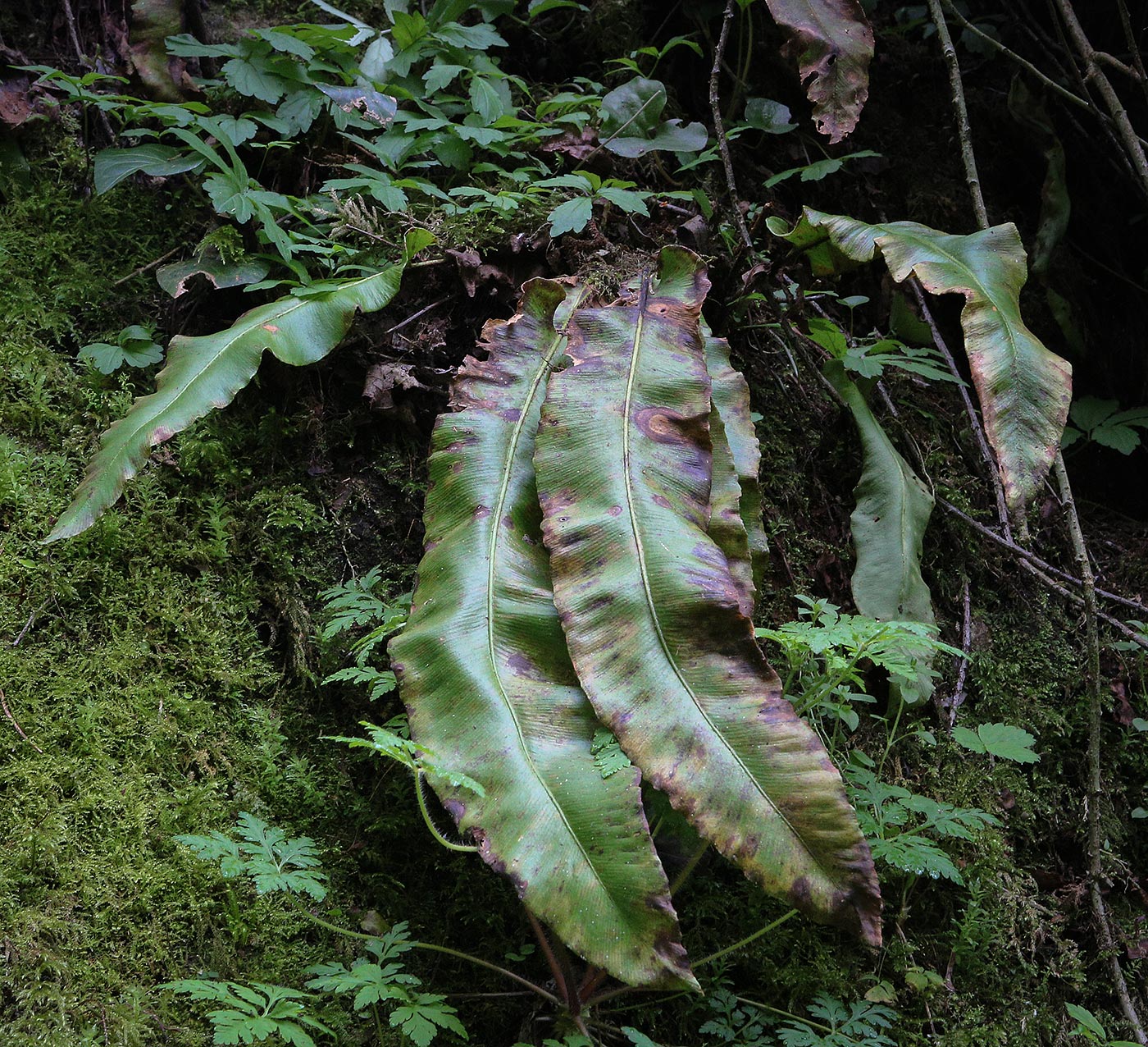 Image of Phyllitis scolopendrium specimen.