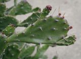 genus Opuntia. Верхушка ветви с молодыми побегами. Абхазия, Гагрский р-н, с. Лдзаа, озеленение. 13.04.2024.