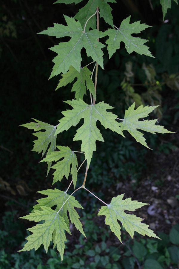 Изображение особи Acer saccharinum.