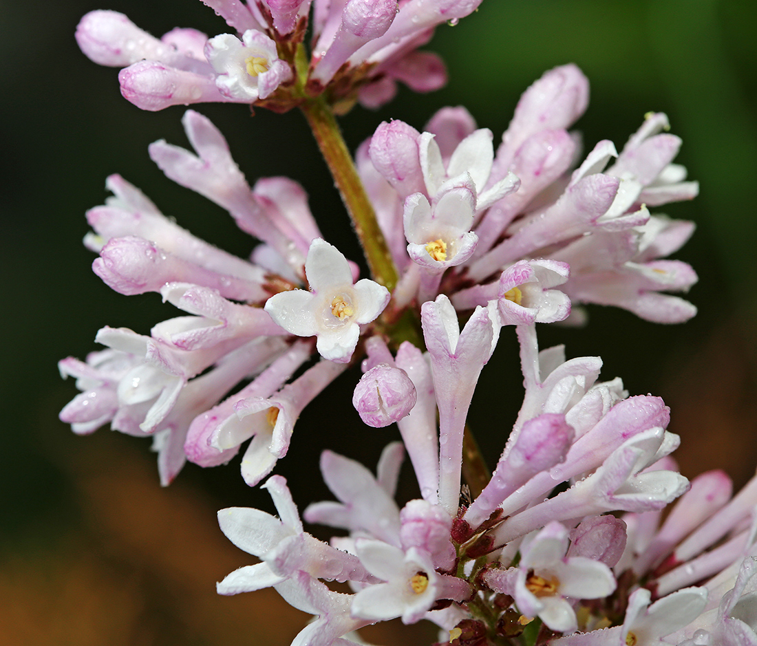 Image of Syringa wolfii specimen.