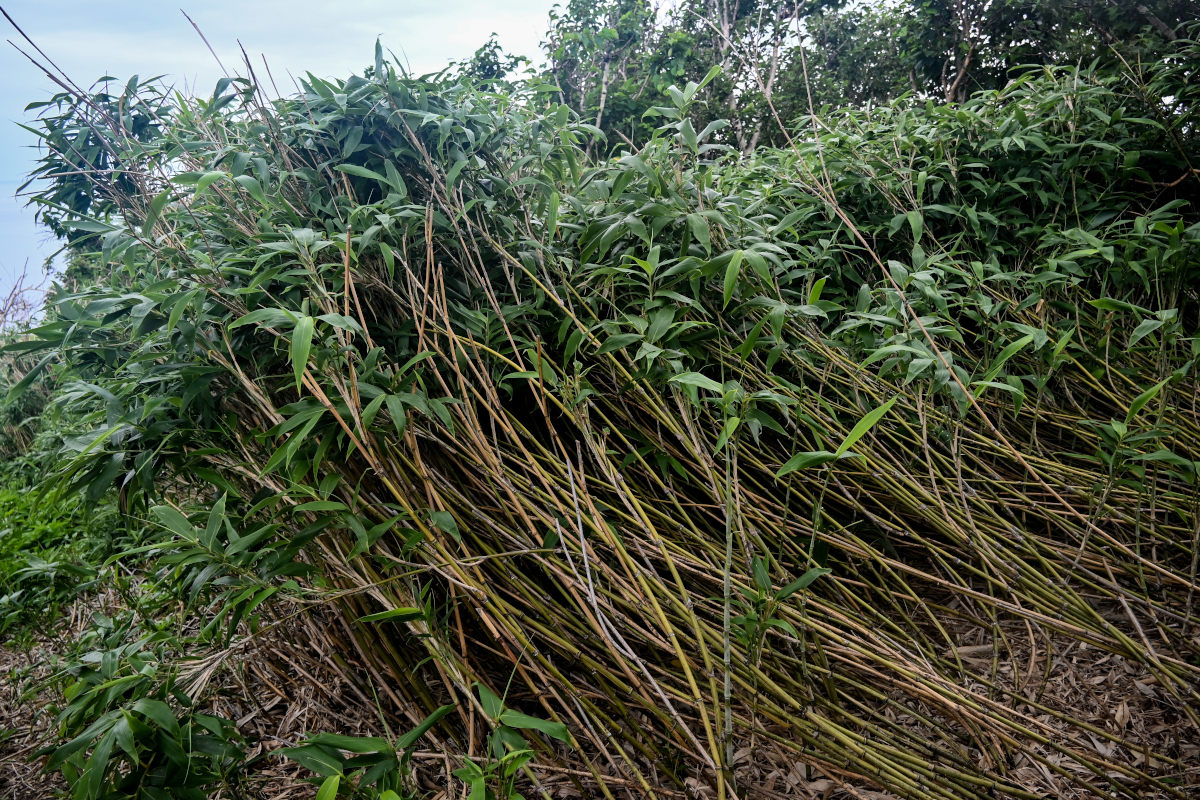 Image of genus Sasa specimen.