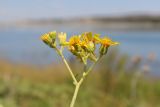 Senecio grandidentatus