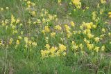 Primula veris