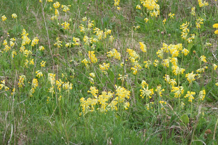 Image of Primula veris specimen.