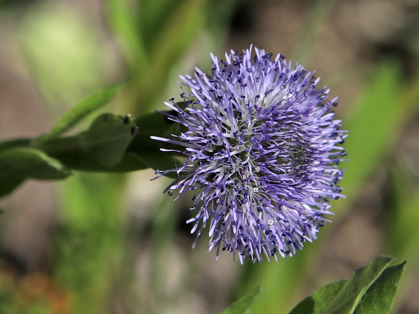 Image of Globularia bisnagarica specimen.