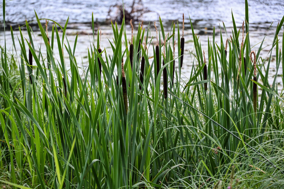 Image of Typha latifolia specimen.