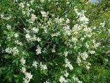 Exochorda tianschanica