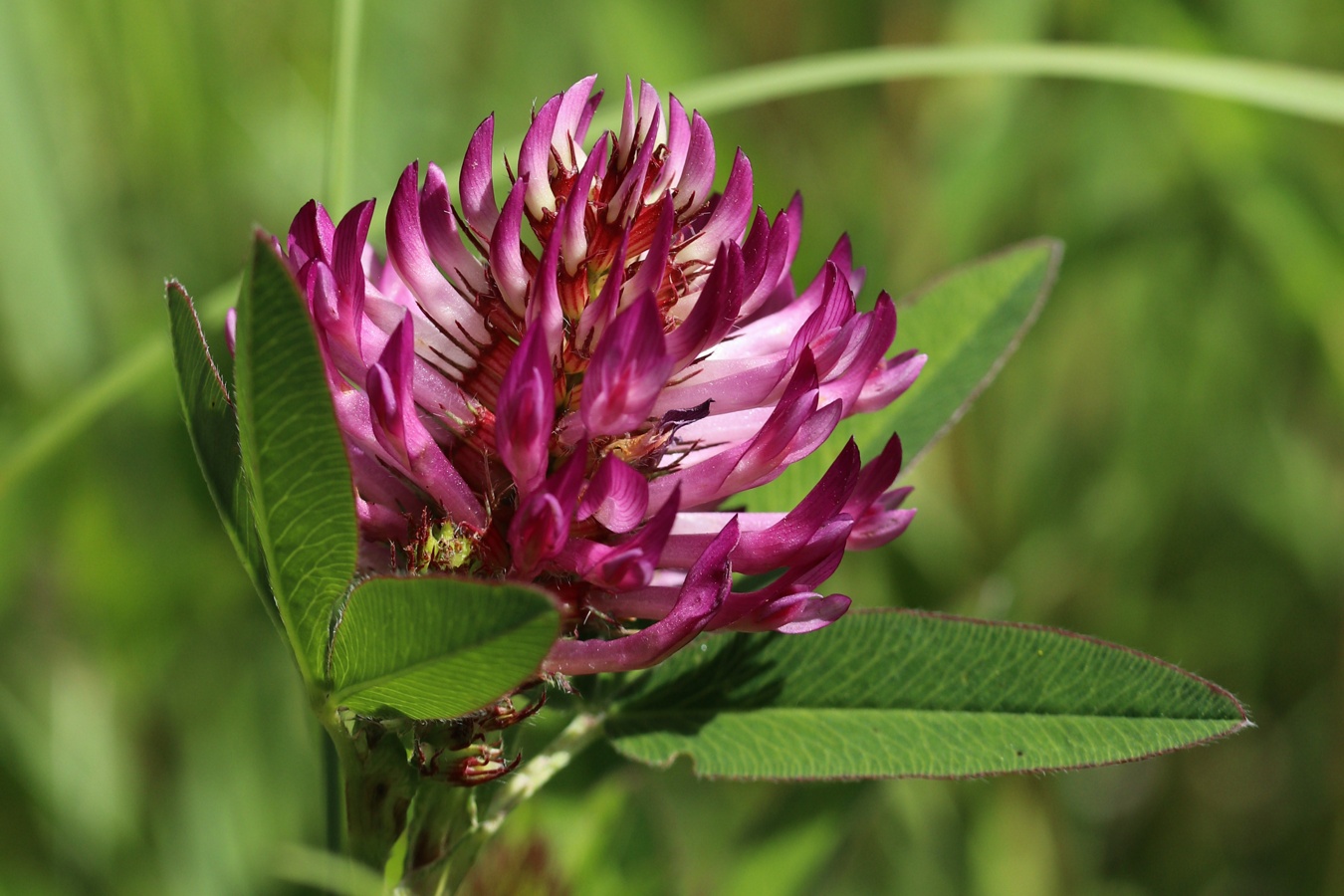 Image of Trifolium medium specimen.