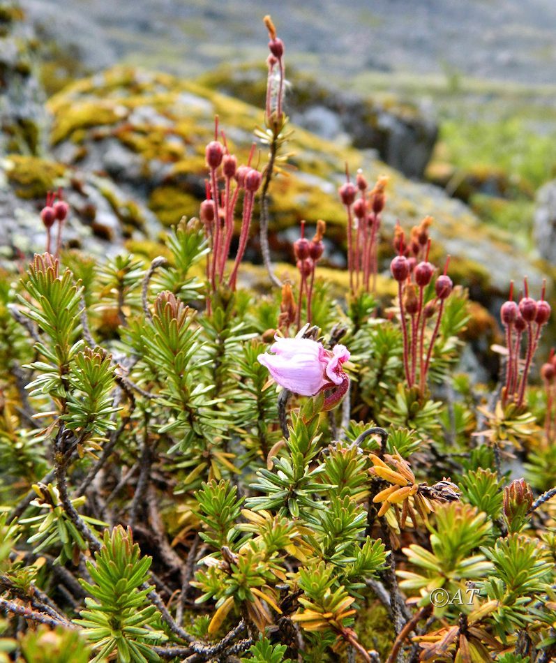 Image of Phyllodoce caerulea specimen.