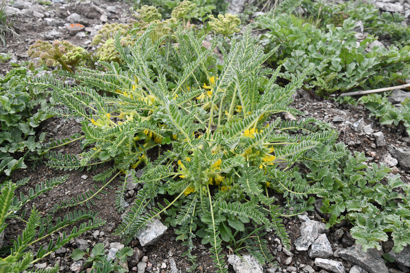 Изображение особи Astragalus lithophilus.