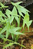 Sagittaria sagittifolia