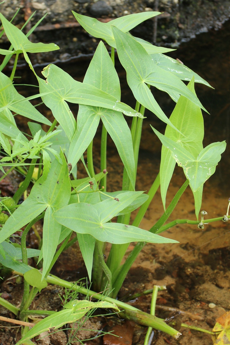 Image of Sagittaria sagittifolia specimen.