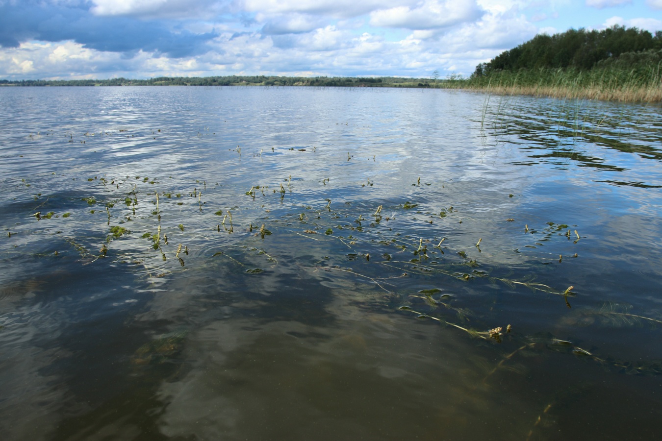 Image of Potamogeton perfoliatus specimen.