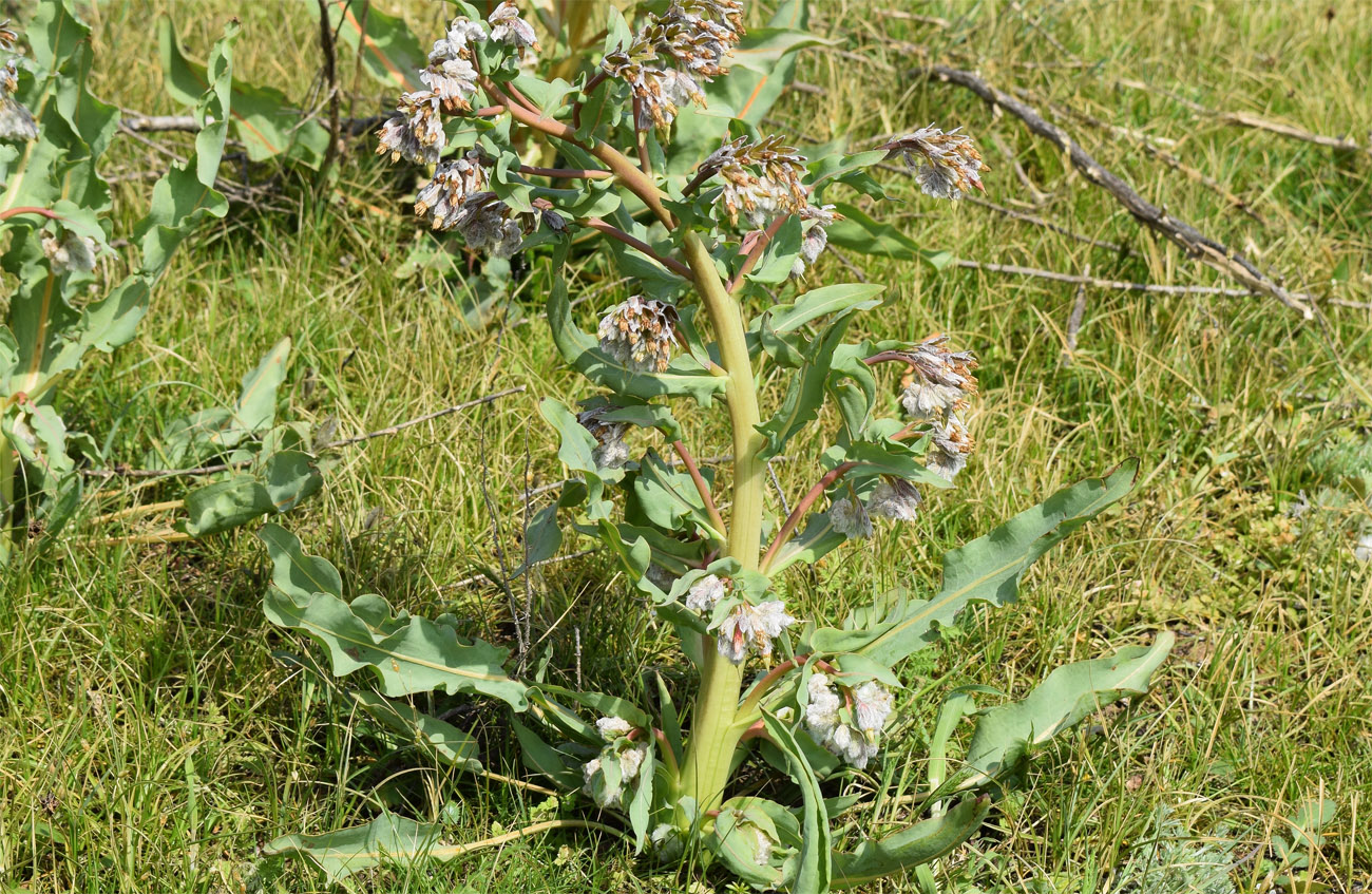 Image of Rindera austroechinata specimen.