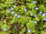 Veronica persica