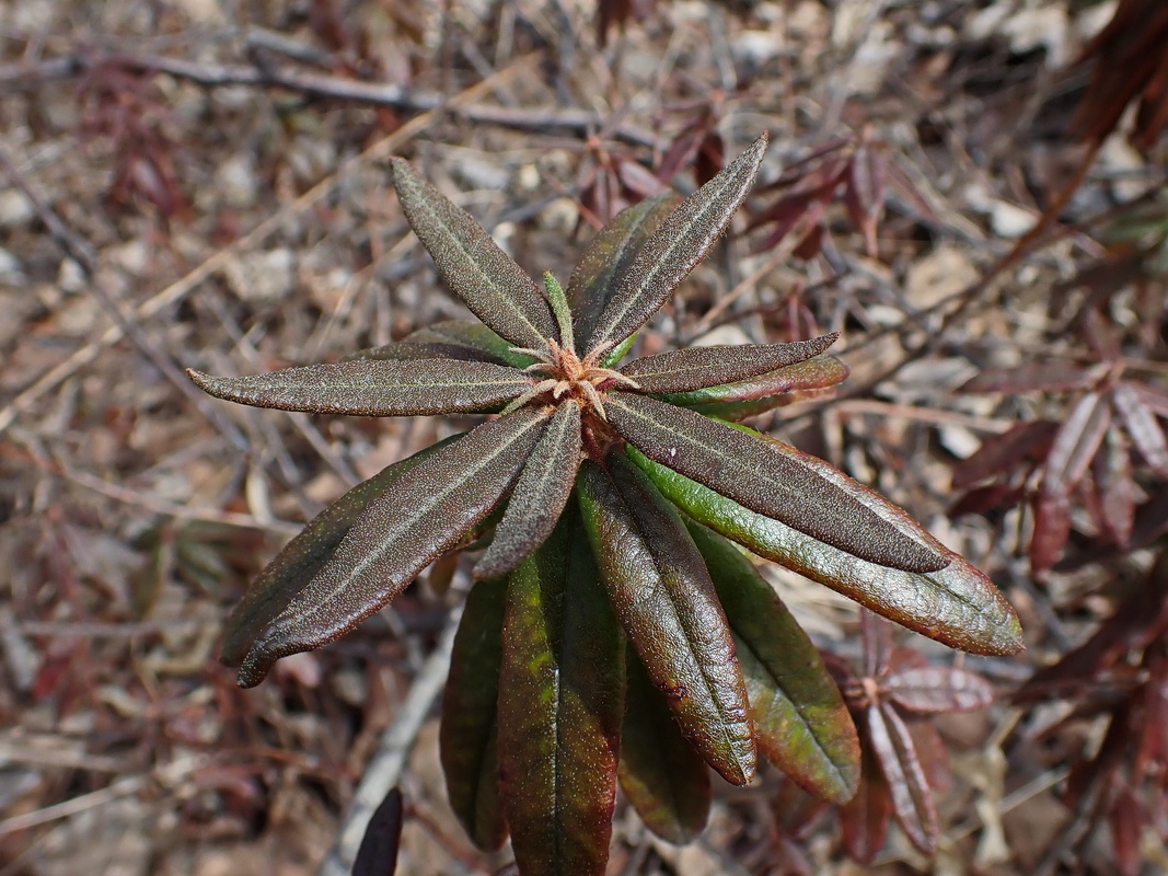 Image of Ledum maximum specimen.