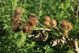 Arctium lappa. Верхушка плодоносящей ветви с усыхающими листьями и зрелыми корзинками. Беларусь, Витебская обл., пос. Езерище, обочина грунтовой дороги, в кусте Rosa rugosa. 31.08.2024.