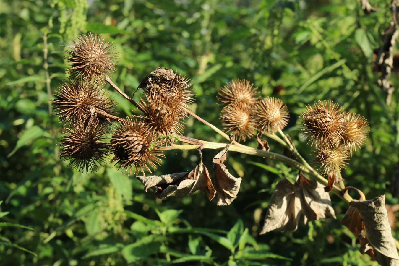 Изображение особи Arctium lappa.