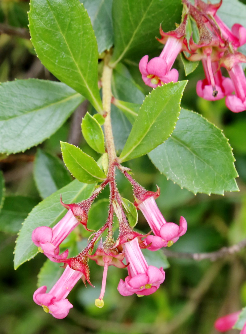 Изображение особи Escallonia rubra.