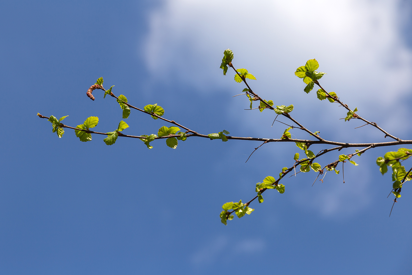 Image of Betula czerepanovii specimen.