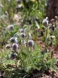 Pulsatilla campanella