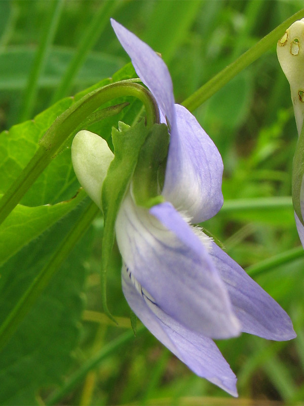 Image of Viola ruppii specimen.