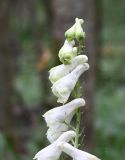 Aconitum lasiostomum