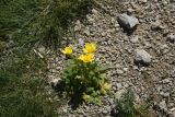 род Ranunculus