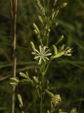 Silene chlorantha