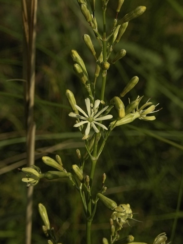 Изображение особи Silene chlorantha.