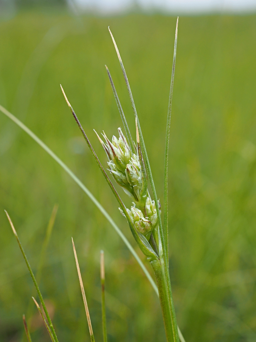 Image of Eremogone longifolia specimen.