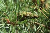 род Pinus
