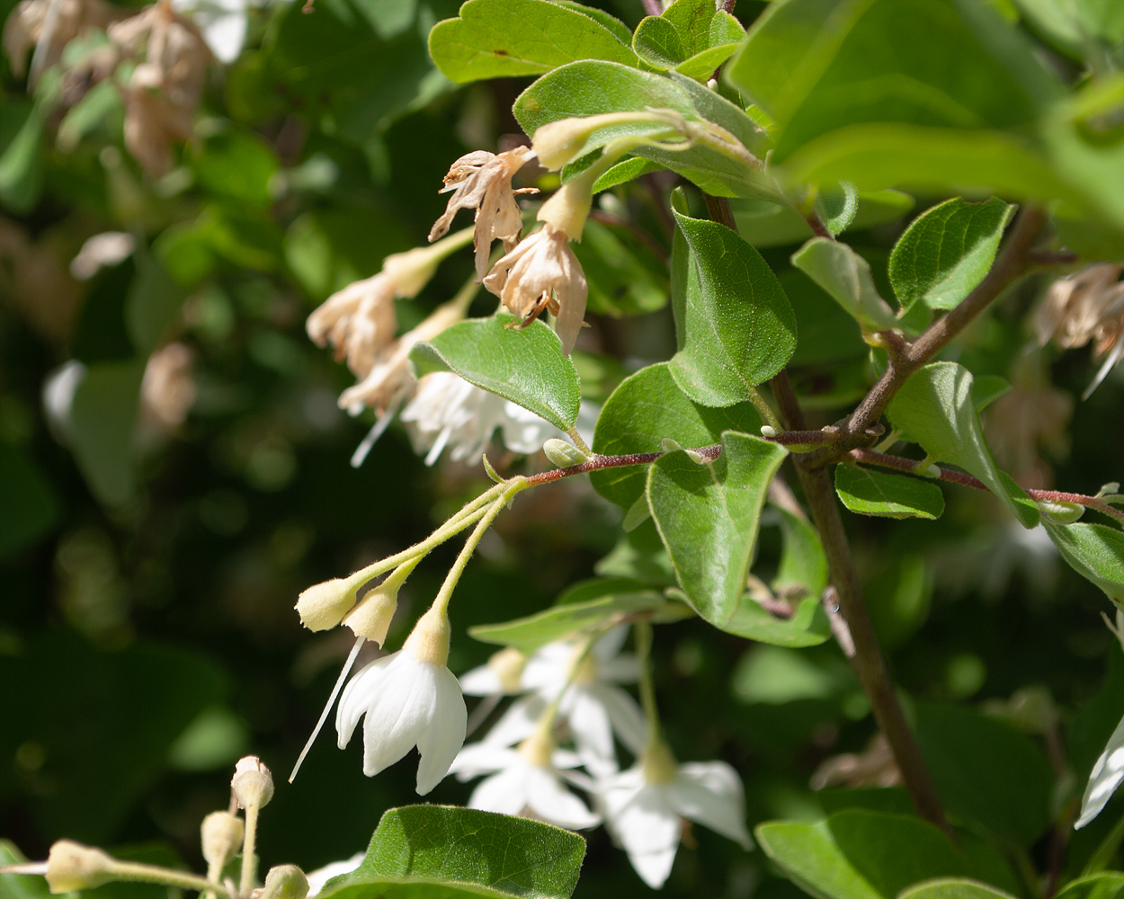 Изображение особи Styrax officinalis.