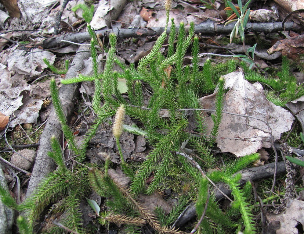 Image of Lycopodium lagopus specimen.